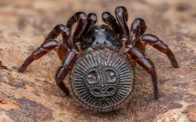 Cyclocosmia ricketti spider (trap door spider) 